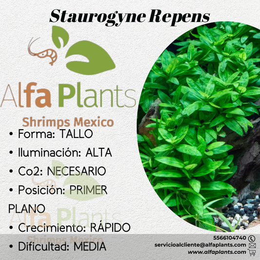 Staurogyne Repens