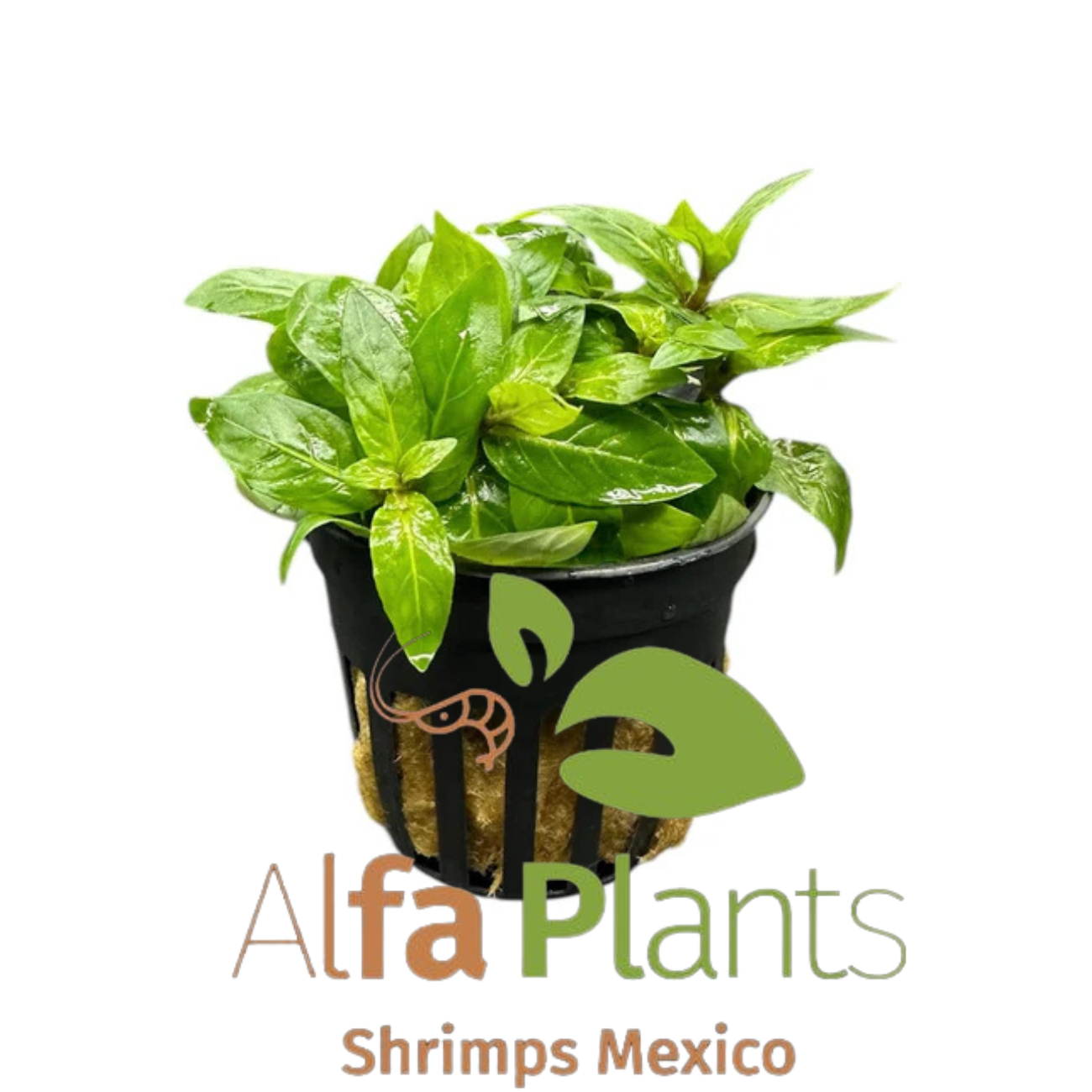 Staurogyne Repens