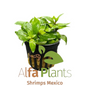 Staurogyne Repens