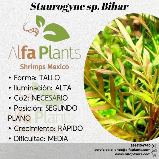 Staurogyne sp. Bihar