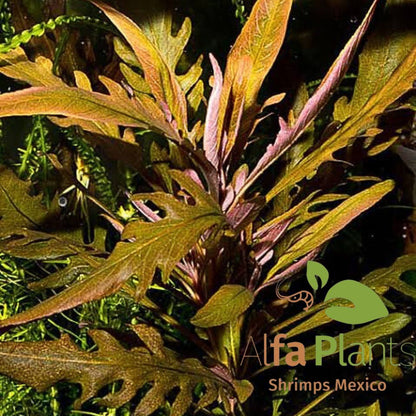 Staurogyne sp. Bihar