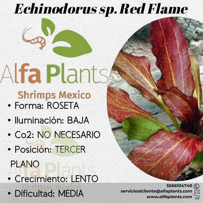 Echinodorus Red Flame