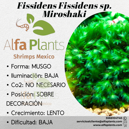 Fissidens Miroshaki