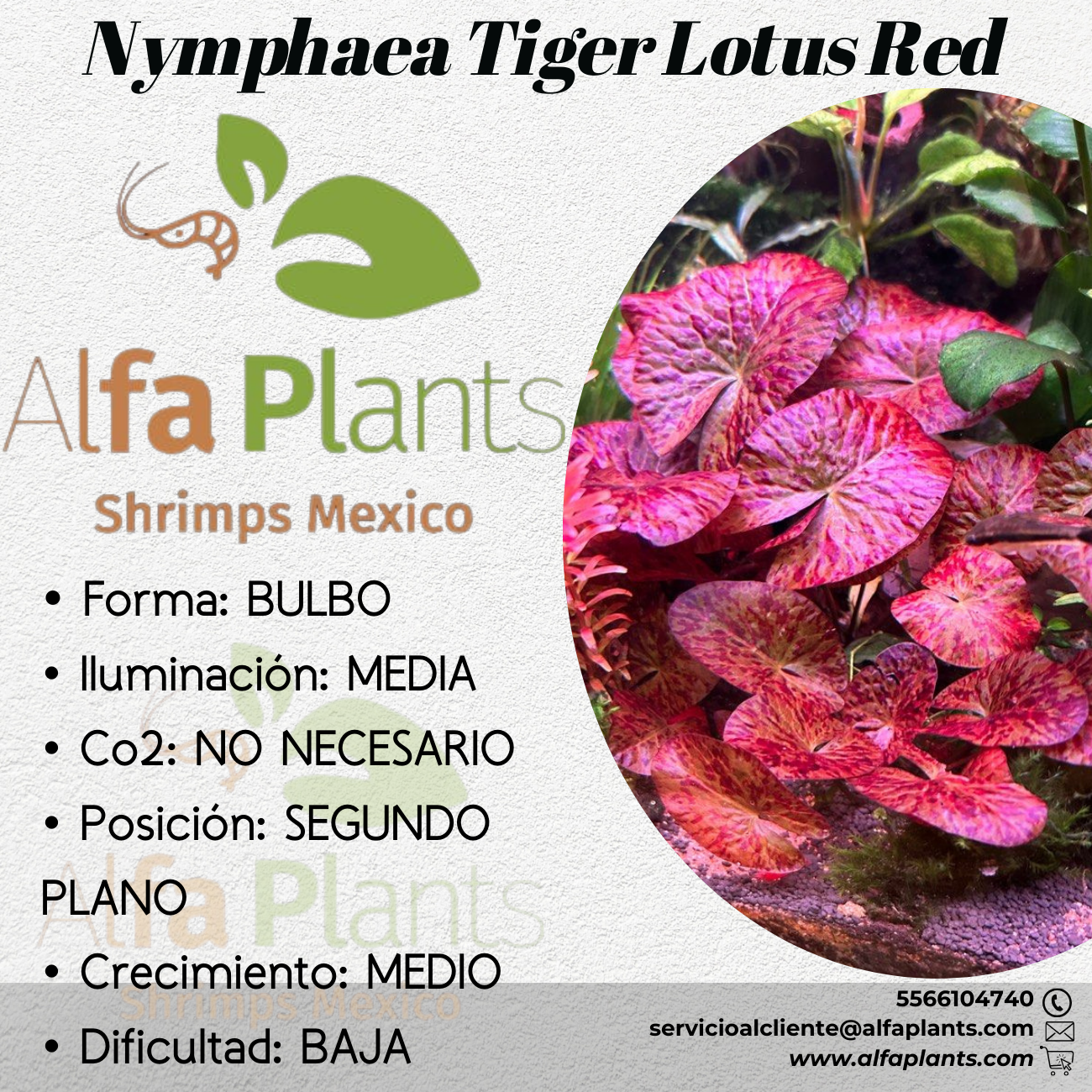 Nymphaea Tiger Lotus Red