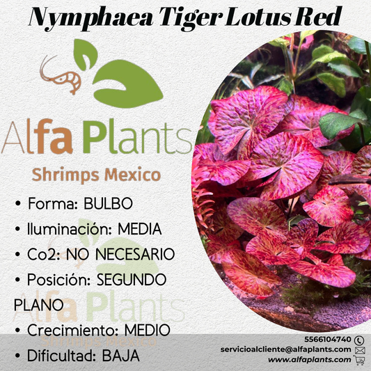 Nymphaea Tiger Lotus Red