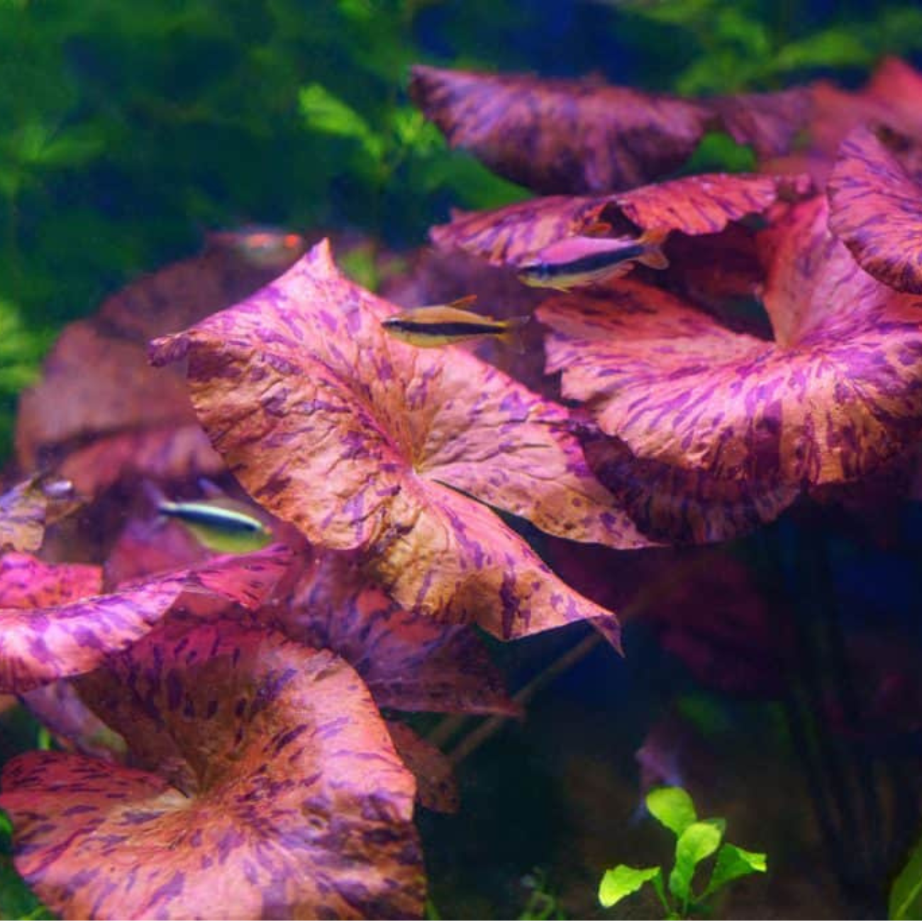 Nymphaea Tiger Lotus Red