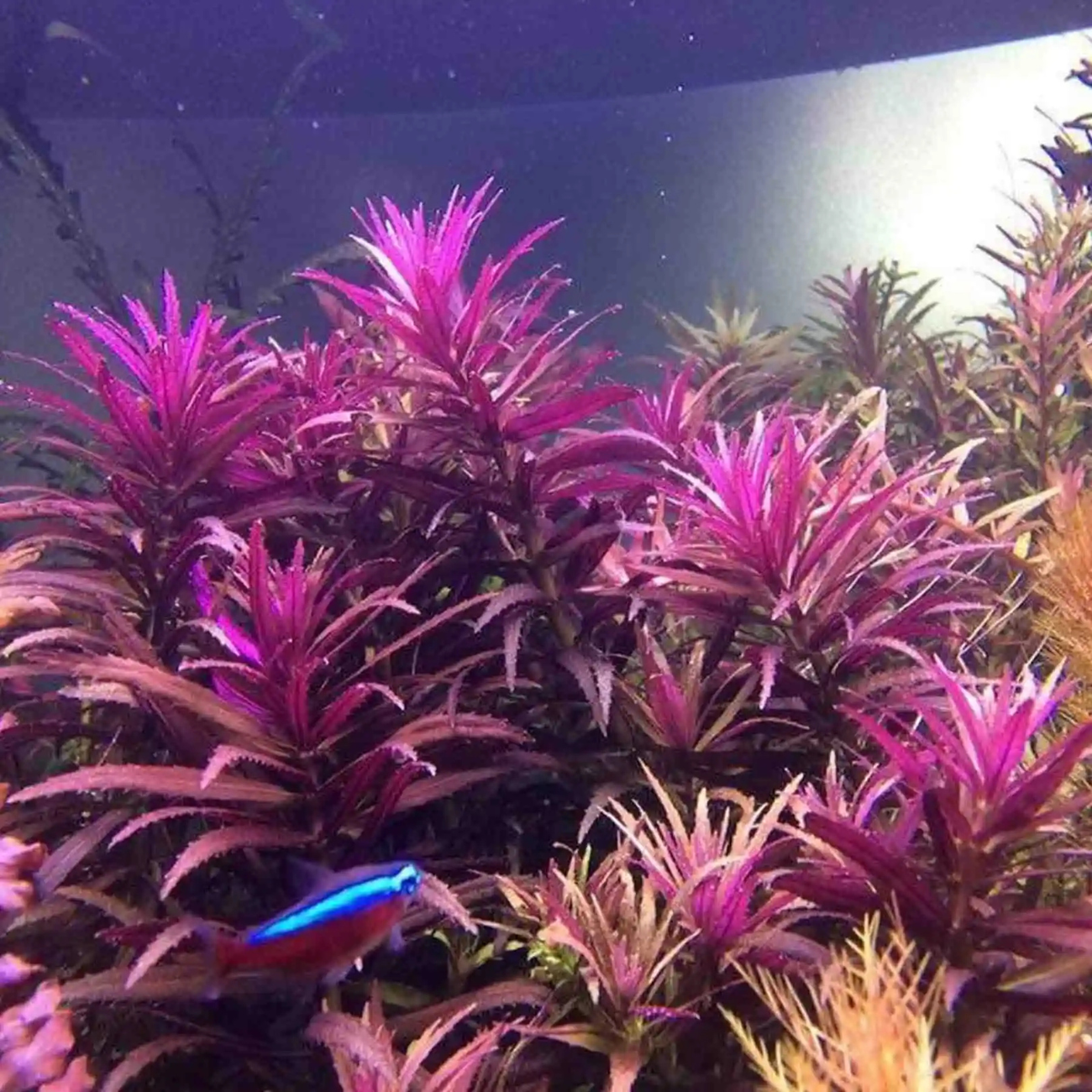 Limnophila Aromática