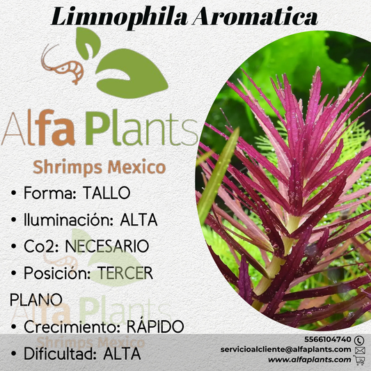 Limnophila Aromática