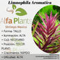 Limnophila Aromática