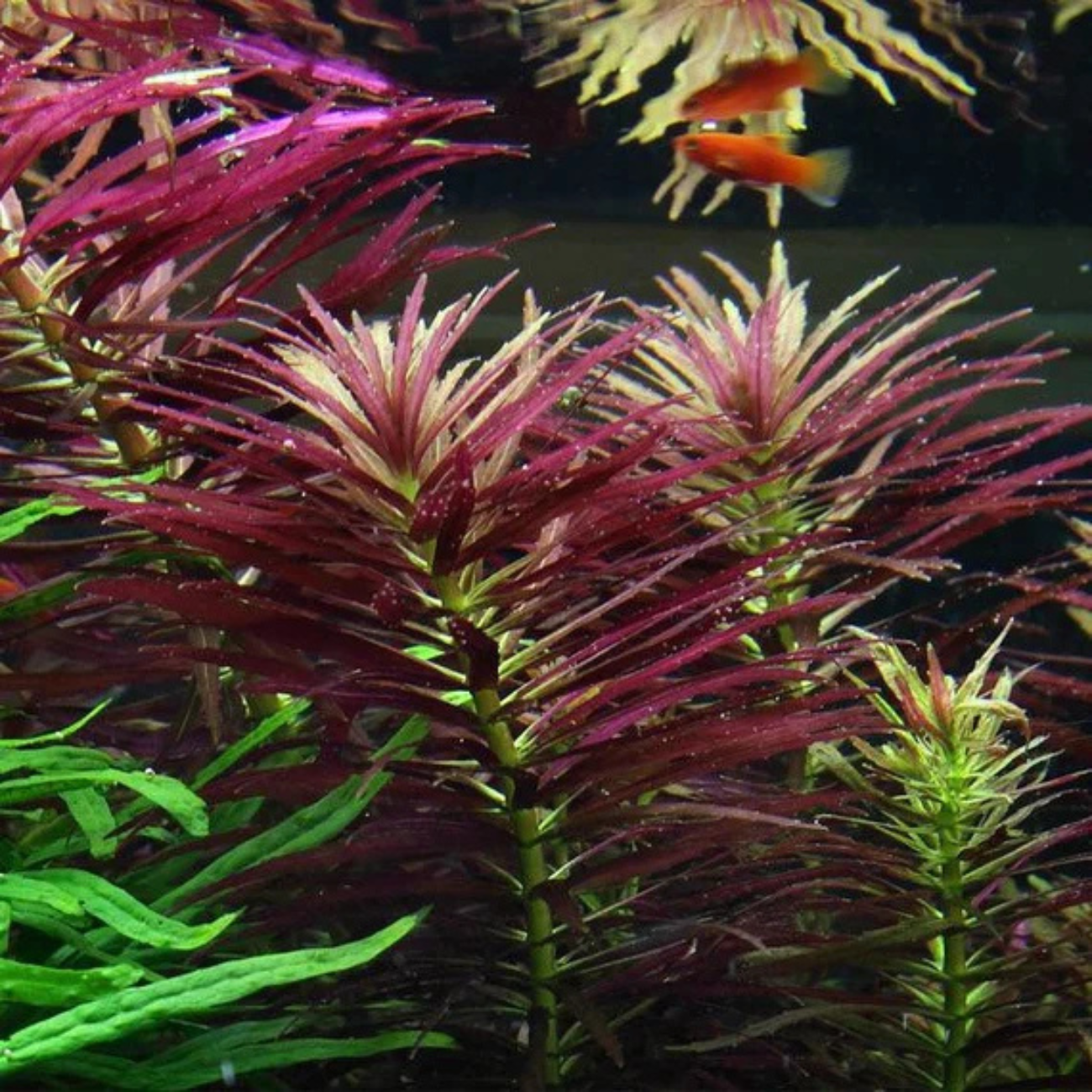 Limnophila Aromática