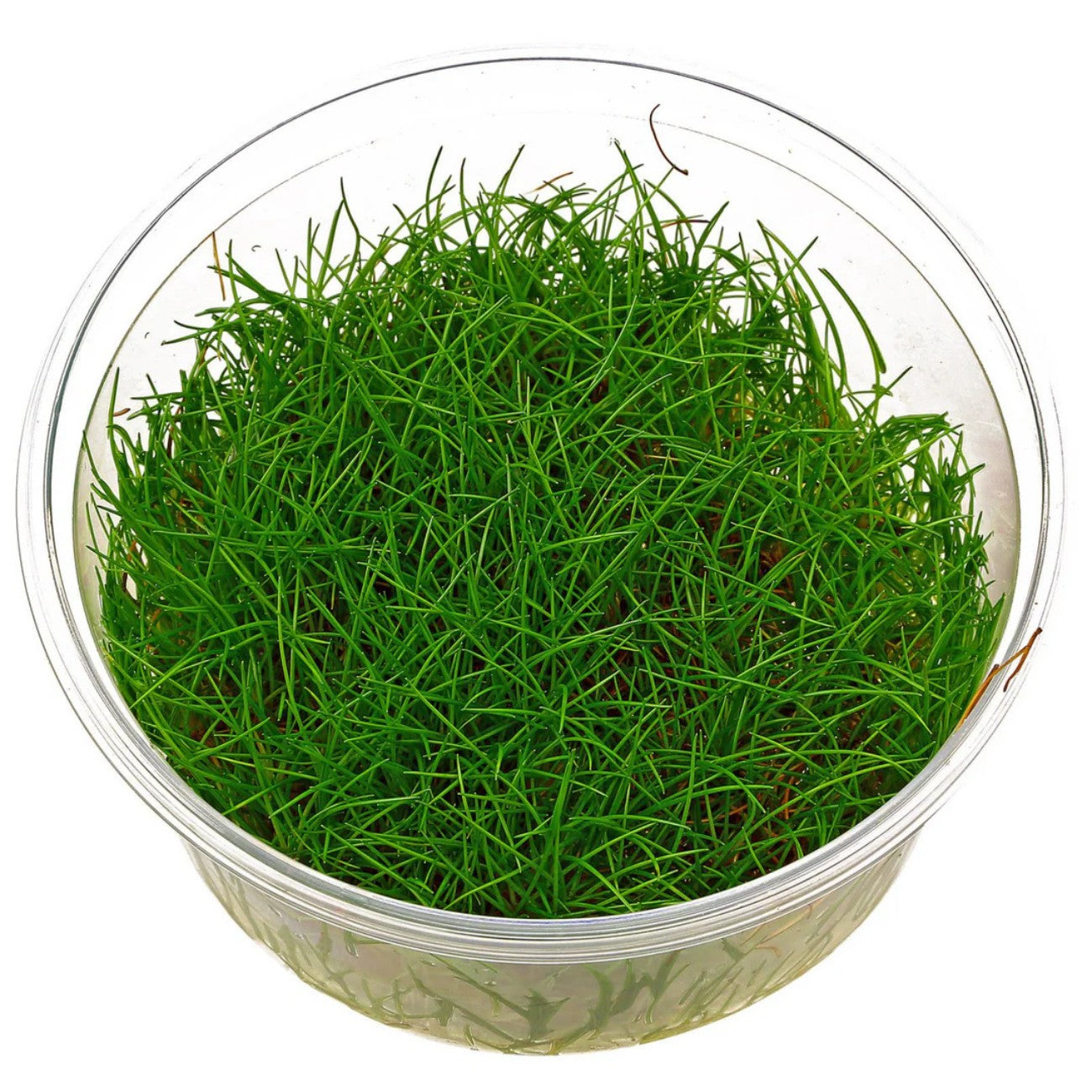 Eleocharis Pusilla In-Vitro