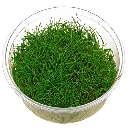 Eleocharis Pusilla In-Vitro