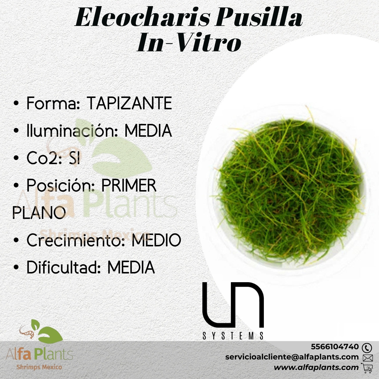 Eleocharis Pusilla In-Vitro