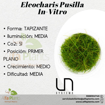 Eleocharis Pusilla In-Vitro
