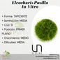 Eleocharis Pusilla In-Vitro