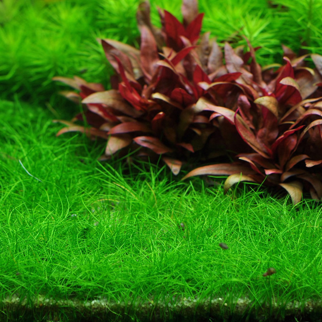 Eleocharis Pusilla In-Vitro
