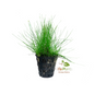Eleocharis sp. Mini Planta Tapizante