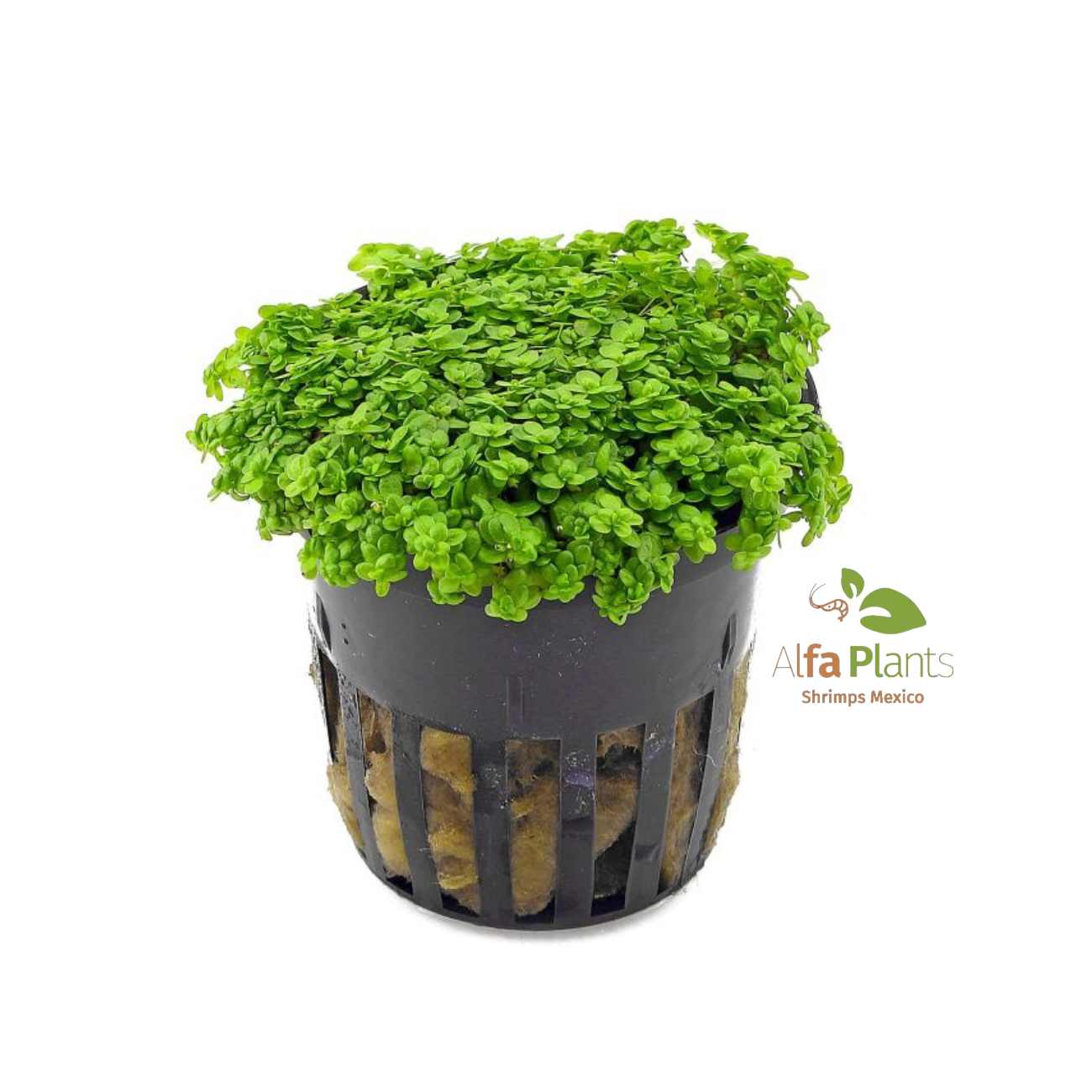 Hemianthus Callitrichoides Cuba