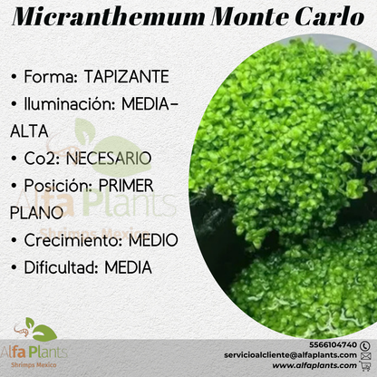 Monte Carlo Planta Tapizante