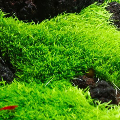 Utricularia Graminifolia