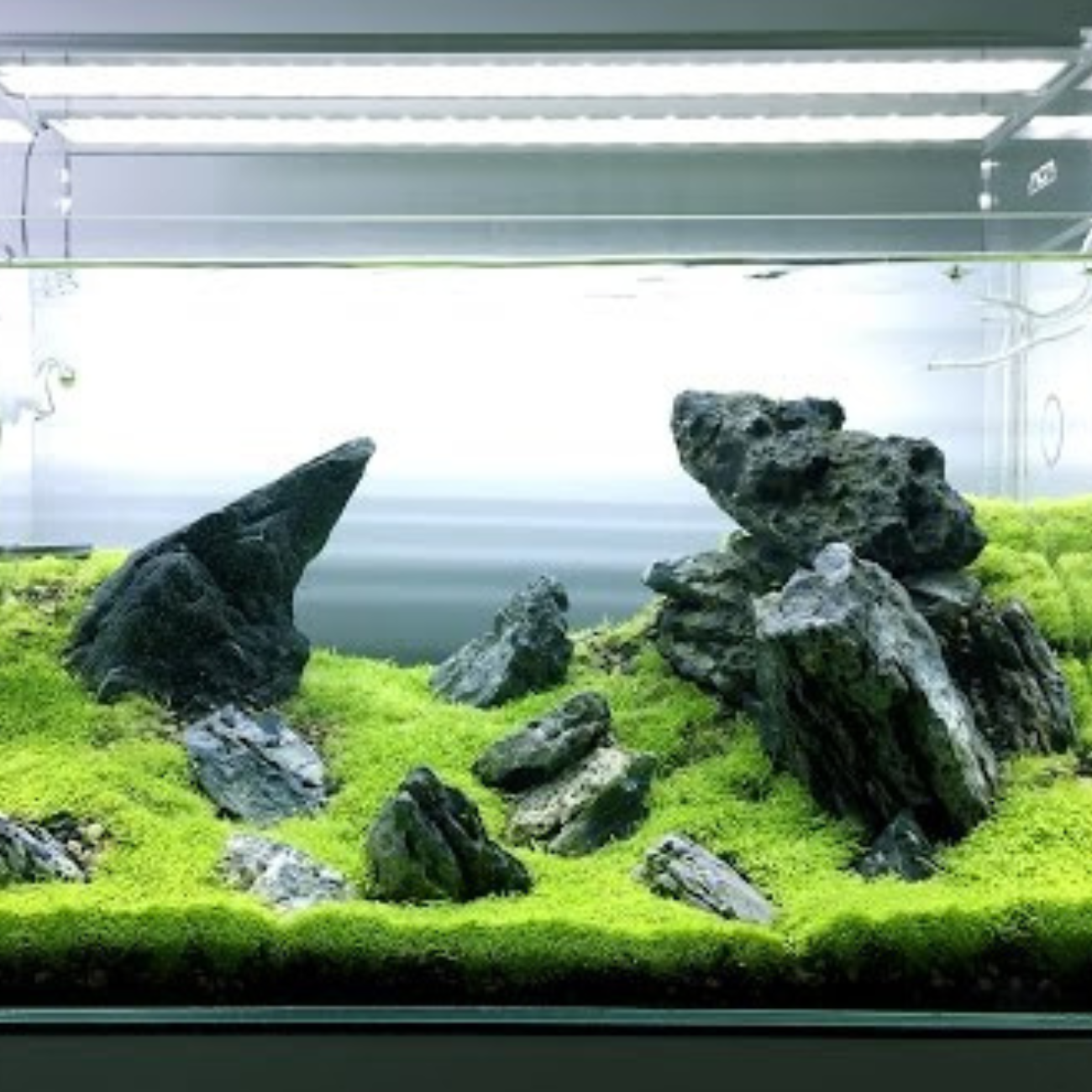 Utricularia Graminifolia