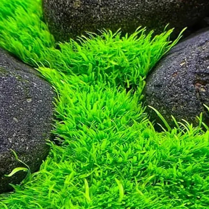 Utricularia Graminifolia