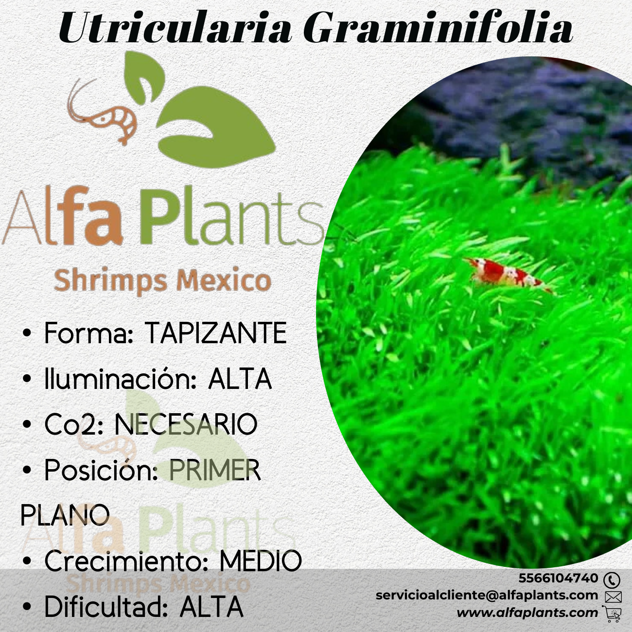 Utricularia Graminifolia