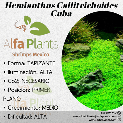 Hemianthus Callitrichoides Cuba