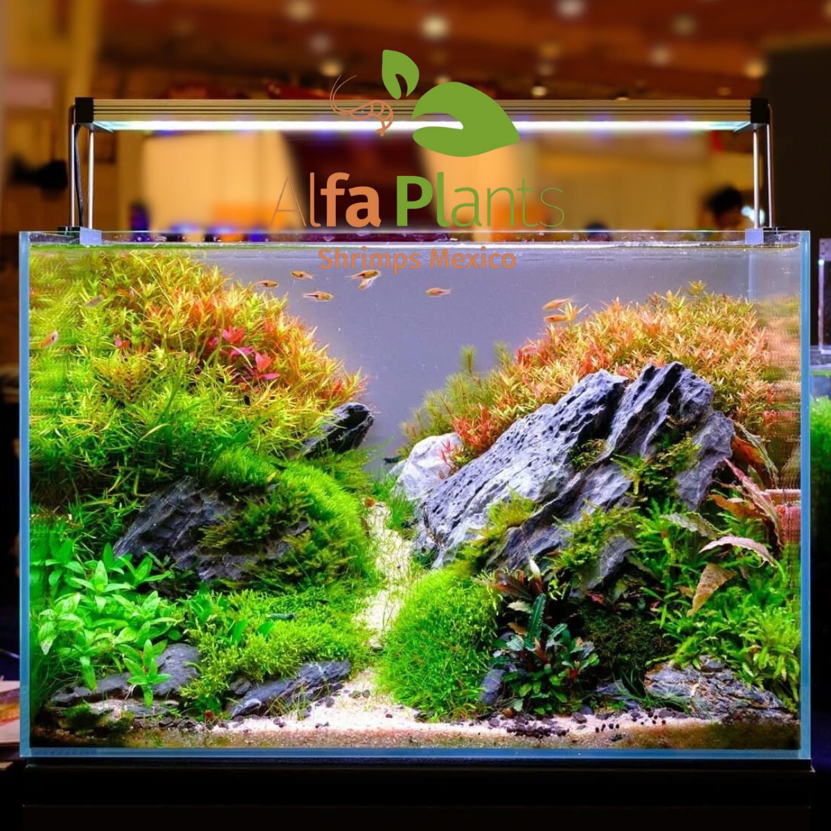 Arena Silica Alfa Sand